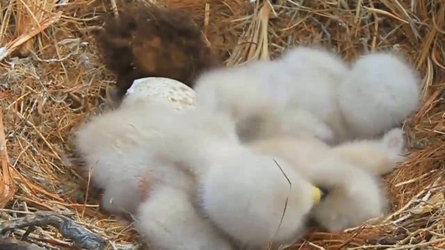 Птенцы беркута смотреть онлайн