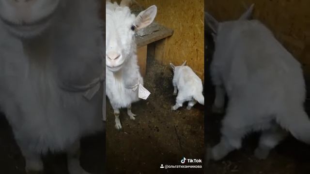 Маша и её дочка. Как назвать козочку? смотреть онлайн