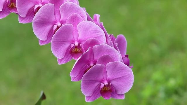 Orchid Phalaenopsis Pink Gentle Bloom Houseplants No Copyright Video смотреть онлайн