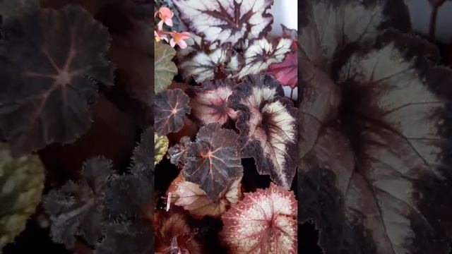 Декоративно-лиственные бегонии ,какие они все разные смотреть онлайн