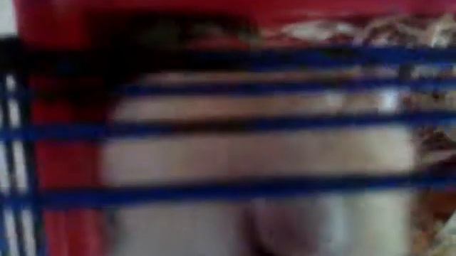 Иногда хамяку так любопытно знать что за огонек сияет над ним смотреть онлайн