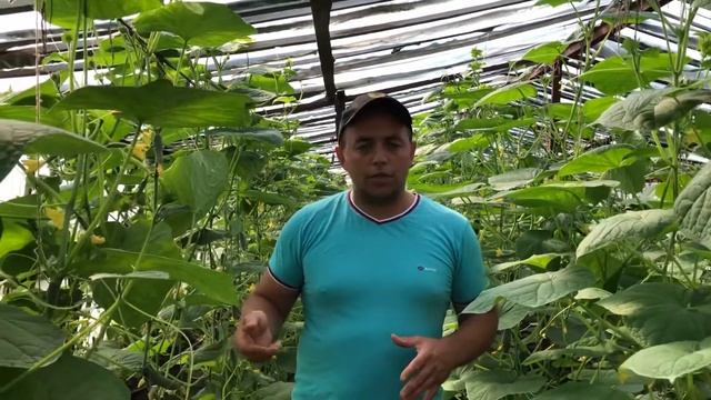 ?как поливать огурцы ?ВАЖНАЯ ИНФОРМАЦИЯ ?/Это должен знать каждый кто сажает огурцы ? /// смотреть онлайн