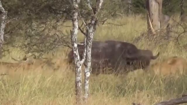 Львы против Буйвола..кто сильнее..? смотреть онлайн