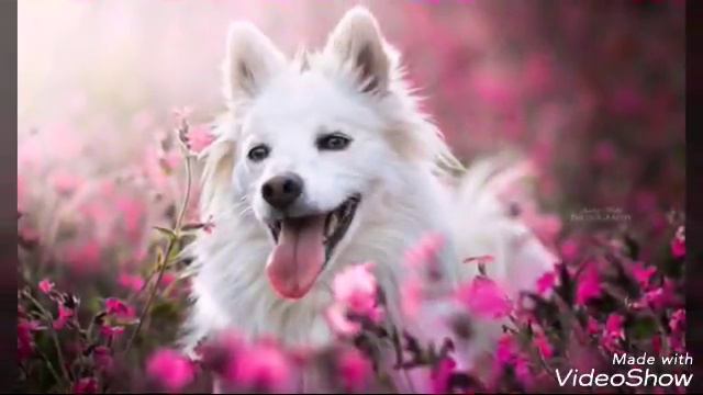 Кто ты по знаку зодиака из собак смотреть онлайн