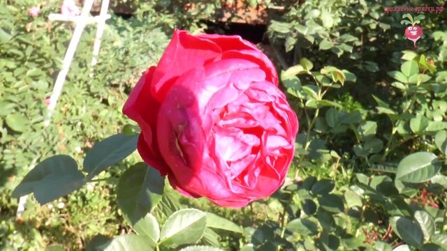 Как сохранить розу в саду зимой? #urozhainye_gryadki смотреть онлайн