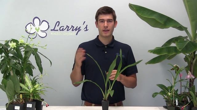 How to Grow Zygopetalum Orchids смотреть онлайн