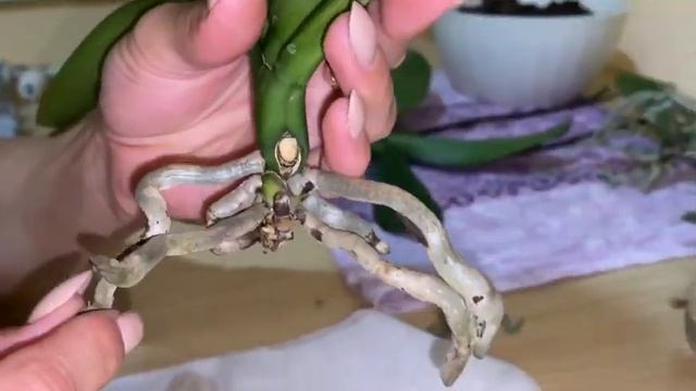 Орхидеи по 50 рублей Реанимация!Часть третья. #орхидеи #фаленопсис #фитоспорин #санмайт #моицветочк смотреть онлайн