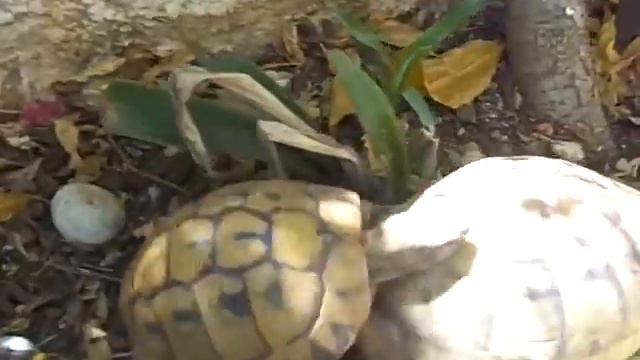 Turtle's love смотреть онлайн
