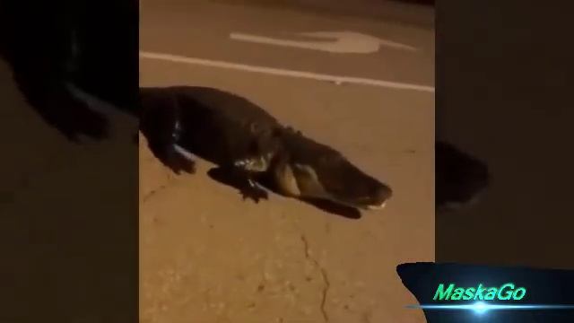 Водитель разговаривает с крокодилом, который лежал на дороге смотреть онлайн