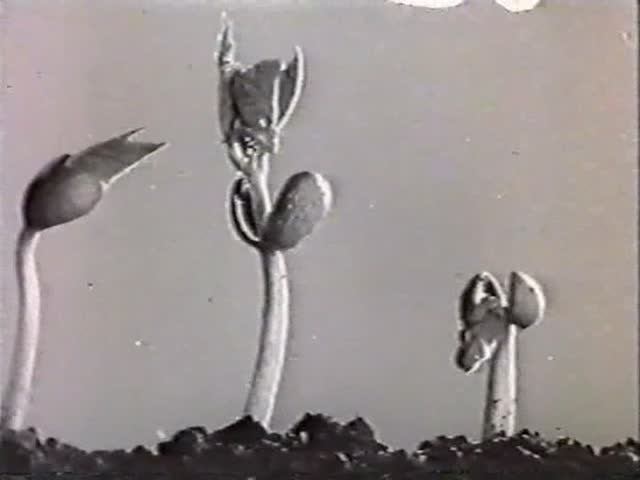 Биология. Строение и жизнедеятельность растений. Ростовые движения растений смотреть онлайн