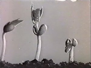 Биология. Строение и жизнедеятельность растений. Ростовые движения растений