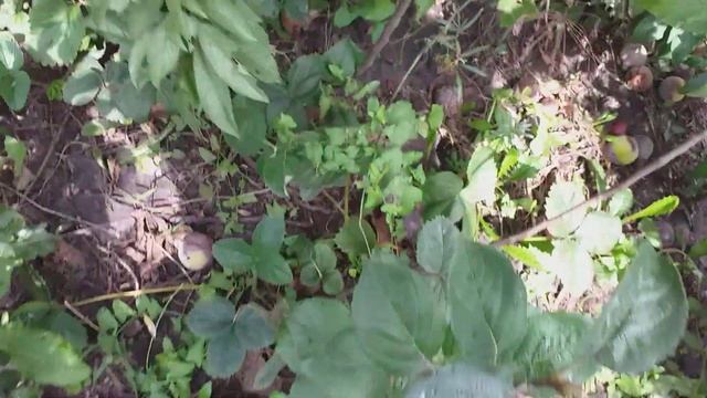 Плуоты Флавор Квин (pluot Flavor Queen) и Флавор Гренада (pluot Flavor Grenade). Сезон 2022 года смотреть онлайн