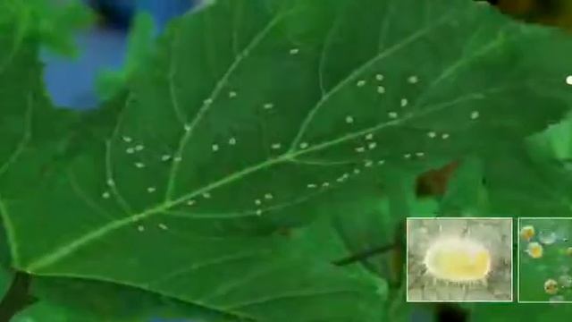 Bayer Movento energy explain Telugu смотреть онлайн