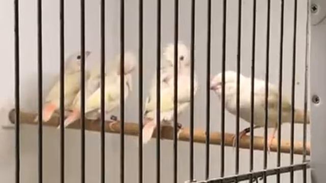 Птенцы тростниковых астрильдов. смотреть онлайн