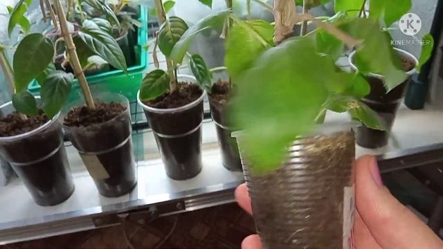 Выращиваю красивую фуксию на штамбе, обзор фуксий. смотреть онлайн