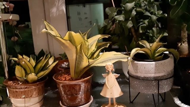 Джунгли в квартире. Ночной обзор моих растений...болталка... смотреть онлайн