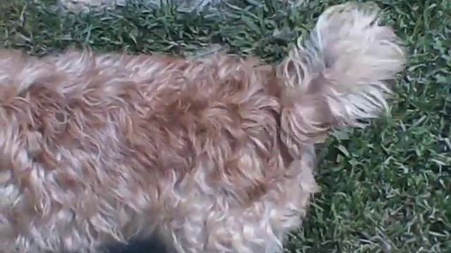 Booper Going Into His Pool The First Time.