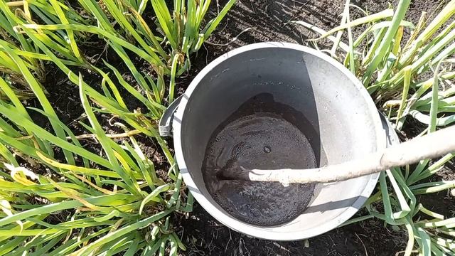 СРОЧНО, море огурцов, всего 1 подкормка и кусты завалят вас урожаем смотреть онлайн
