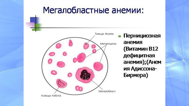 Тип анемии легко определить по анализу крови смотреть онлайн