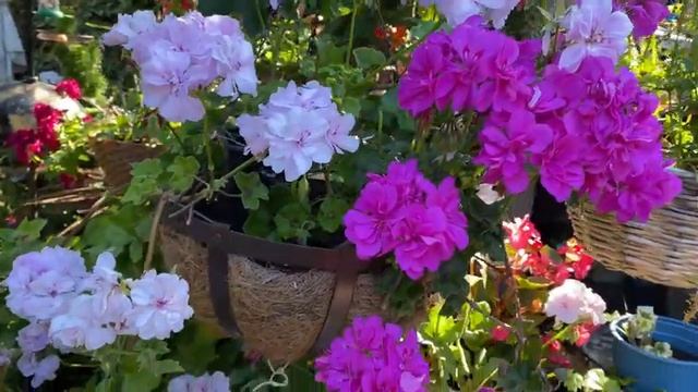 Пеларгонии плющелистные Сказочное цветение в моем саду Где посадить пеларгонии? Pelargonium London смотреть онлайн