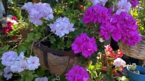 Пеларгонии плющелистные Сказочное цветение в моем саду Где посадить пеларгонии? Pelargonium London