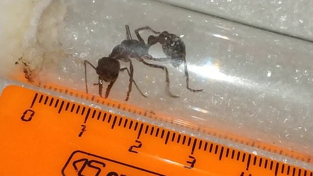 Замер матки))) Муравей-бульдог (Австралия) / Myrmecia pavida ants (Australia) смотреть онлайн