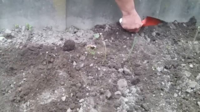 Глициния.Приобретение. смотреть онлайн