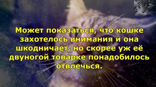 Как кошки информируют о присутствии негатива в доме. смотреть онлайн