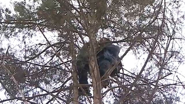 Как снять застрявшую на дереве кошку смотреть онлайн