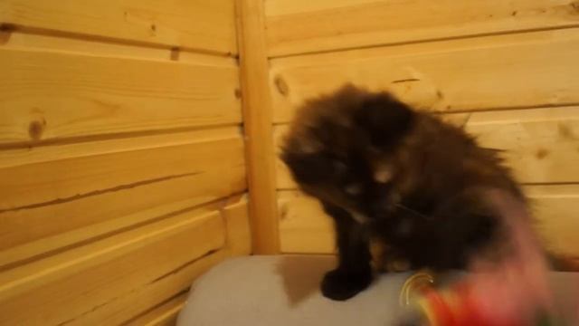 Иллюзия, мейн кун, девочка черного черепахового окраса смотреть онлайн