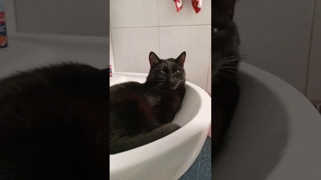 Любимая лежанка кота Шайтана :) смотреть онлайн