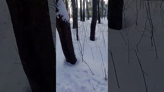 Лыжные прогулки и горки для плюшек. Парк около сельхозинститута смотреть онлайн