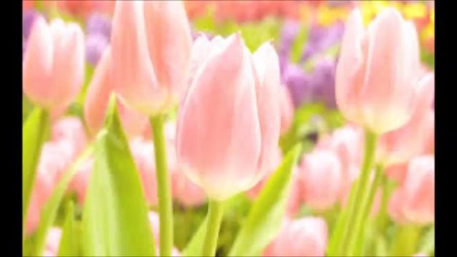 Три тюльпана смотреть онлайн