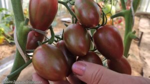 Томат Леденец Сладкая Сосулька. Сладкий, урожайный помидор! #томат #помидор #сорт #семена