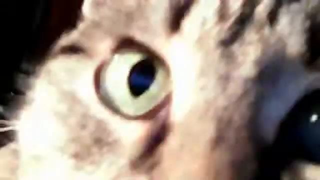 Копия видео 