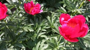 Montezuma | R2 Flowers BV | Peonies