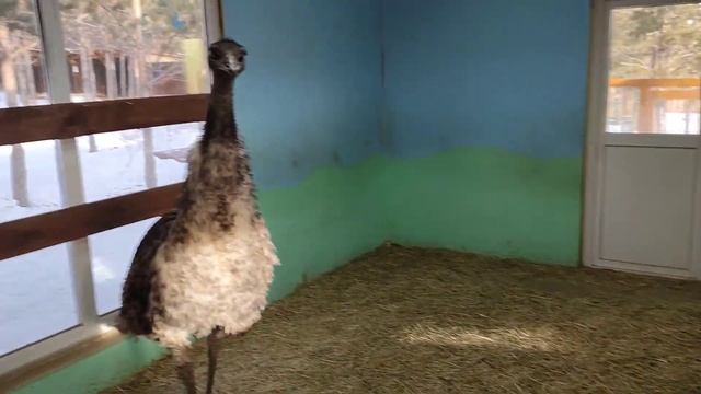 Страусы эму на нашей экоферме смотреть онлайн