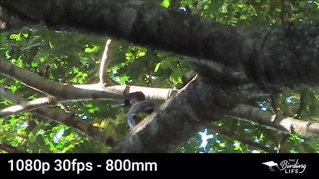 Canon PowerShot Zoom review | The Birding Life смотреть онлайн