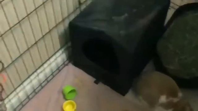 Vlog 1 bunny sitting смотреть онлайн