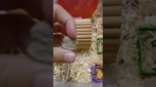 Что делать когда глисты у хомяка!!! смотреть онлайн
