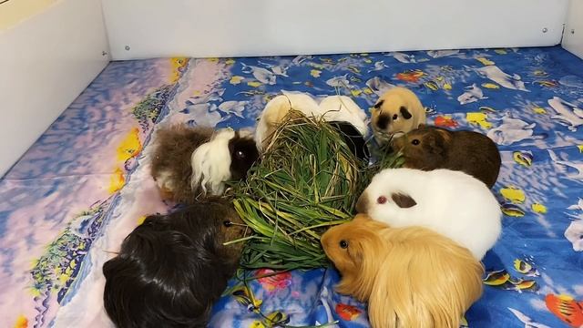 Зона для выгула морских свинок разборная смотреть онлайн