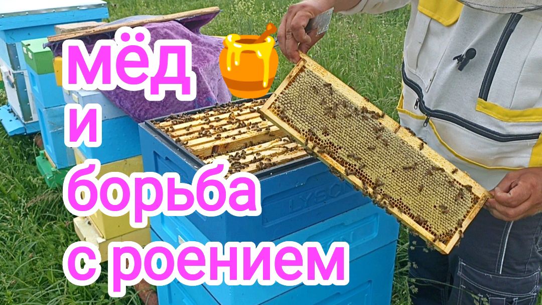 Как работают пчёлы Бакфаст? ПЧЕЛОВОДСТВО! смотреть онлайн