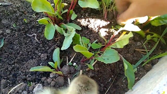 Маленький помощник) Гусик смотреть онлайн
