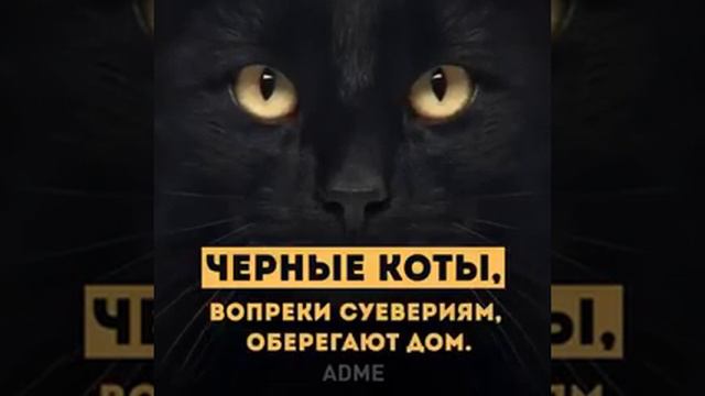 Коты. Что значат их повадки смотреть онлайн