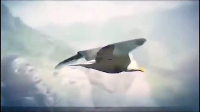 Chante Hallelujah (Video Remix)