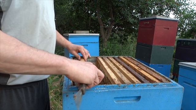 Липа зацвела, добавили корпус, 10.06.2018. смотреть онлайн