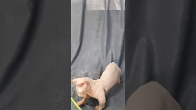 Двэльф. Карат Екатерина Великая.  24 выставка РСА