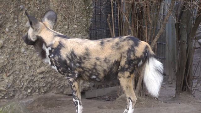 Zoo di Berlino . Zoologischer Garten Berlin смотреть онлайн