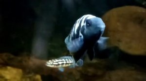 Спасаем малька чернополосой цихлазомы | Мальки цихлиды | Отсадник для мальков