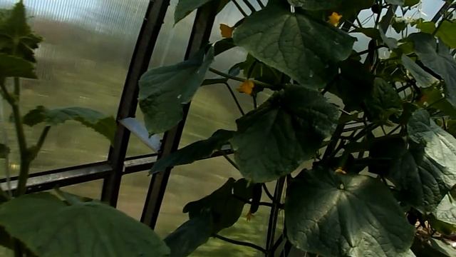 ДЕНЬ МЕДИКА ПРАЗДНУЕМ НА ДАЧЕ смотреть онлайн